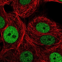 PSF2 Antibody, Novus Biologicals 0.1mL; Unlabeled:Antibodies, Polyclonal